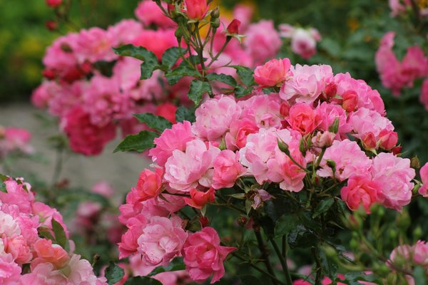 Entretenir votre Monstera : conseils indispensables pour une plante d'intérieur réussie